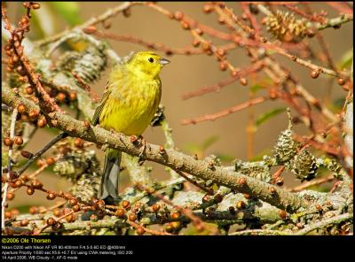 Yellowhammer (Gulspurv / Emberiza citrinella)