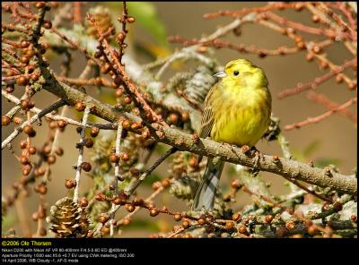 Yellowhammer (Gulspurv / Emberiza citrinella)