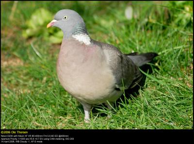 Wood Pigeon (Ringdue / Columba palumbus)