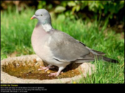 Wood Pigeon (Ringdue / Columba palumbus)