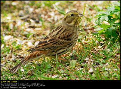 Yellowhammer (Gulspurv / Emberiza citrinella)