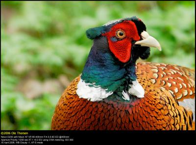 Pheasant (Fasan / Phasianus colchicus)