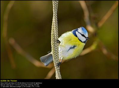 Blue tit (Blåmejse / Cyanistes caeruleus)