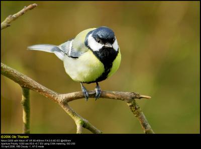 Great Tit (Musvit / Parus major)