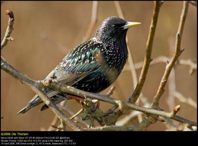 Starling (Stær / Sturnus vulgaris)
