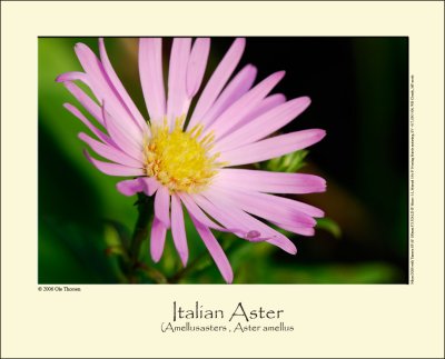 Italian Aster (Amellusasters / Aster amellus)