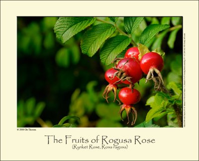 Rogusa Rose (Rynket Rose / Rosa rogusa)