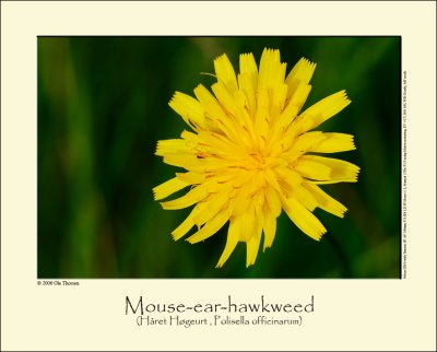 Mouse-ear-hawkweed (Håret Høgeurt / Polisella officinarum)