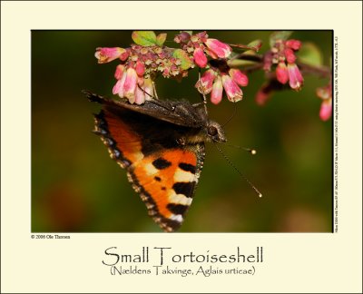 Small Tortoiseshell (Nældens takvinge / Aglais urticae)
