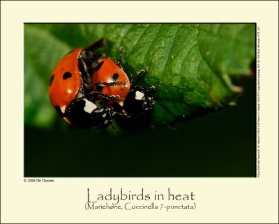 Ladybird (Mariehøne / Coccinella 7-punctata)