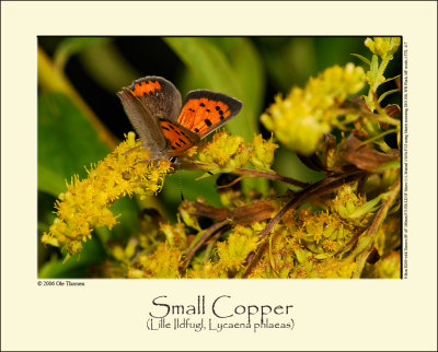 Small Copper butterfly (Lille Ildfugl / Lycaena phlaeas)