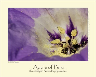 Apple of Peru (Kantbæger / Nicandra physalodes)