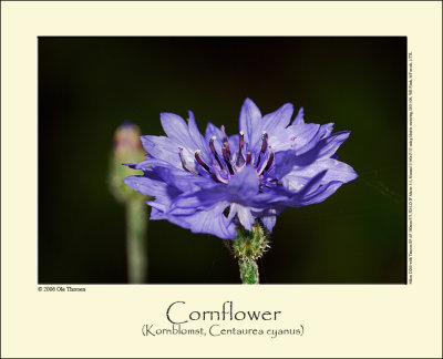 Cornflower (Kornblomst / Centaurea cyanus)