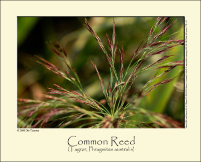 Common Reed (Tagrør / Phragmites australis)