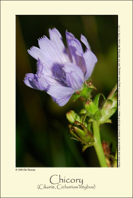 Chicory (Cikorie / Cichorium intybus)