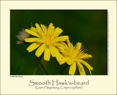Smooth Hawk's-beard (Grøn Høgeskæg / Crepis capillaris)