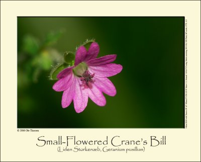 Small-Flowered Crane's Bill (Liden Storkenæb / Geranium pusillum)