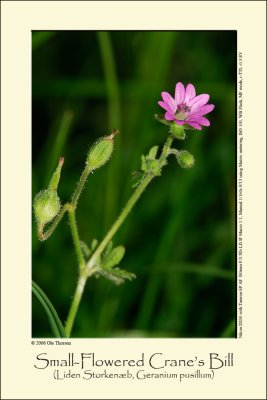 Small-Flowered Crane's Bill (Liden Storkenæb / Geranium pusillum)