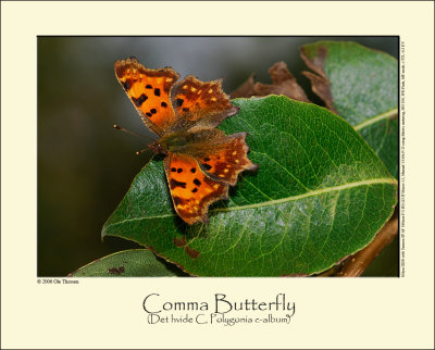Comma butterfly (Det hvide C / Polygonia c-album)
