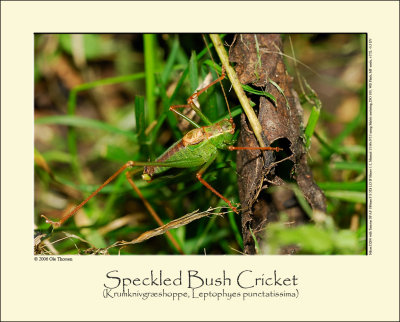Speckled Bush Cricket (Krumknivgræshoppe / Leptophyes punctatissima)