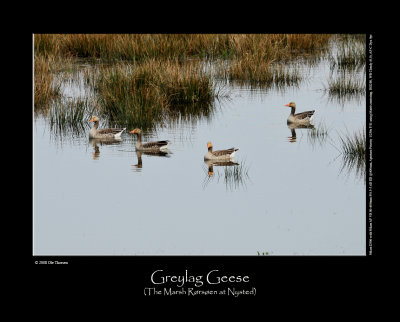 Greylag Geese at the Marsh Rørsøen