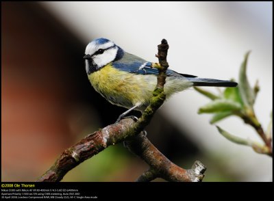 Blue tit (Blmejse / Cyanistes caeruleus)