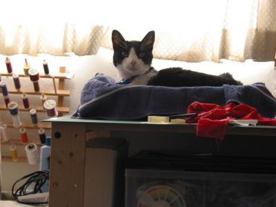 Dommy on sewing table