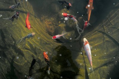 Clear pond and fish-resized.jpg