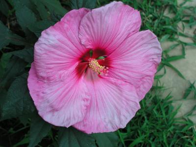 Hibiscus