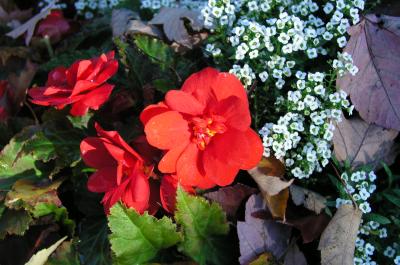 Begonia in red