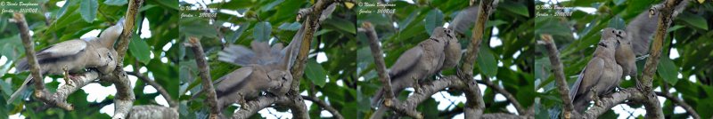 Eurasian-collared Dove feeding young