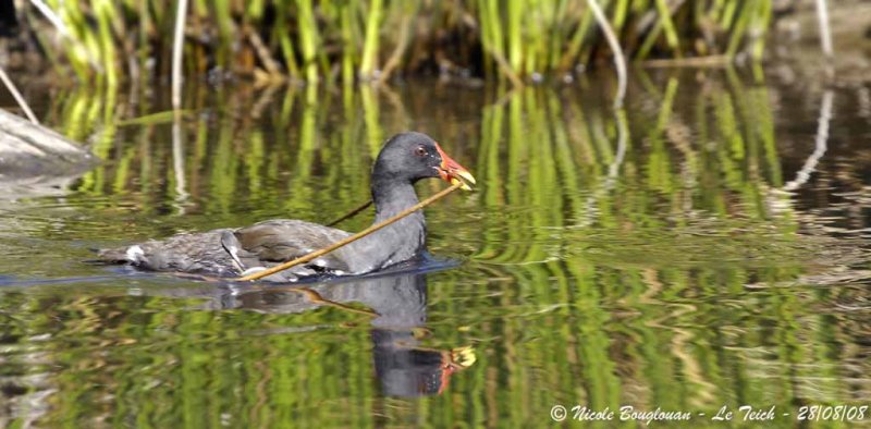COMMON MOORHEN