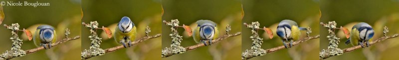 BLUE TIT feeding behaviour