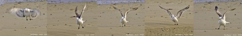 MEDITERRANEAN-GULL