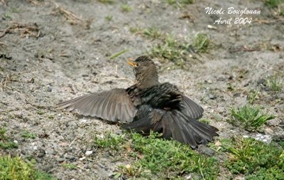 BLACKBIRD female - Sunbath