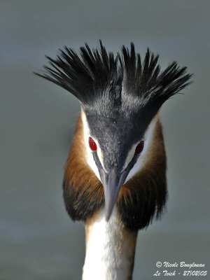 GREAT CRESTED GREBE