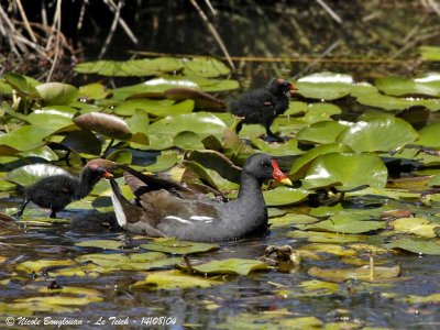 COMMON-MOORHEN