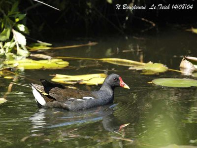 COMMON-MOORHEN