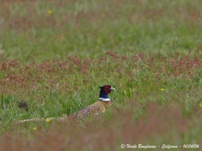 COMMON-PHEASANT