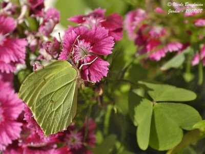 BRIMSTONE GONEPTERIX RHAMNI  LE CITRON