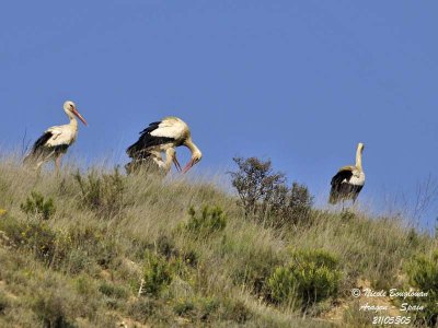 WHITE STORKS