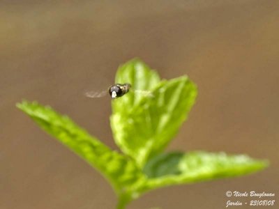 SYRPHIDAE - PLATYCHEIRUS