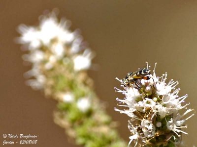 SYRPHIDAE - PLATYCHEIRUS