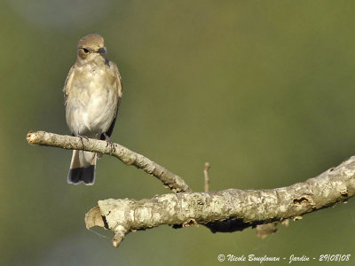 PIED FLYCATCHER