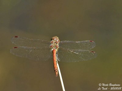 COMMON DARTER - SYMPETRUM STRIOLATUM - SYMPETRUM STRIE Male