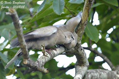 Eurasian collared Dove feeding young