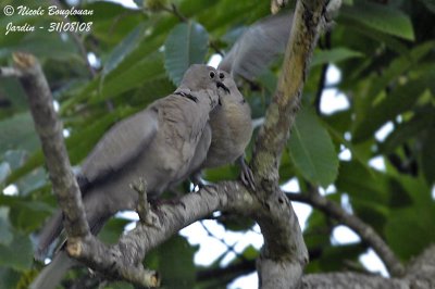 Eurasian collared Dove feeding young