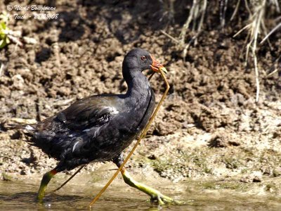 COMMON MOORHEN