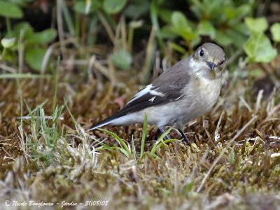 PIED FLYCATCHER