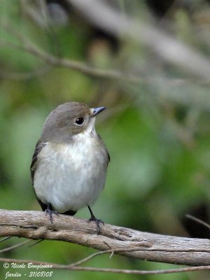 PIED FLYCATCHER